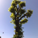 07062008039