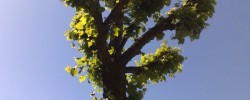 07062008039 07062008039