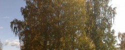 09102008426 09102008426