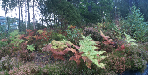 IMG_1184_stitch