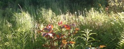 Hopeless gardener