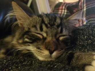 Katt Cat