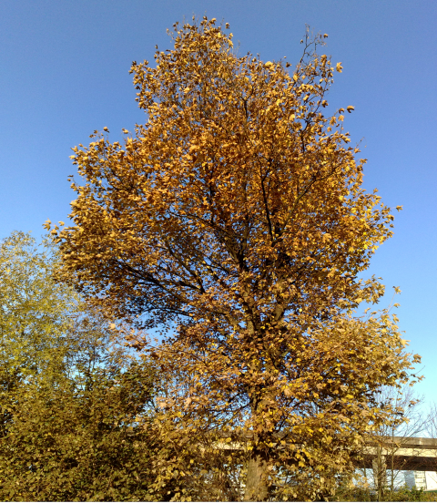 271020091922_stitch
