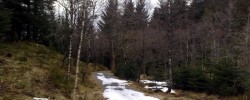 29032009988