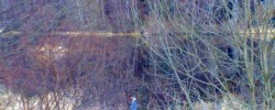 5 - Local wildlife