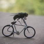 fly fly