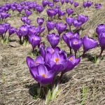 purple-crocus